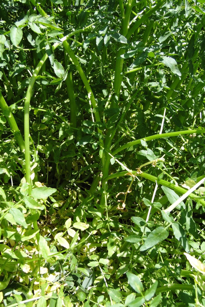 Nasturtium officinale, C. Davidson 11853--Oregon. Malheur Co. Leslie Gulch. 30 June 2011. 229 (11).jpg