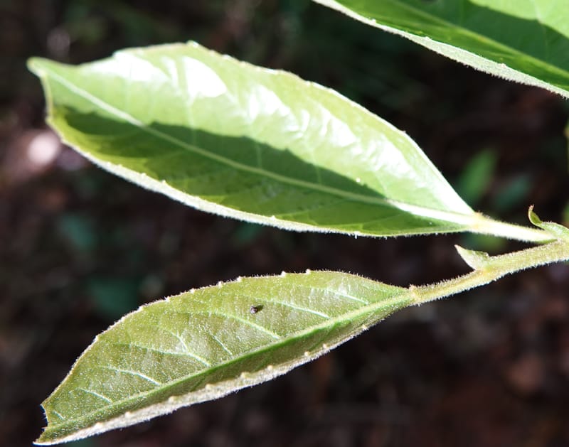 Aporosa dioica, D. Boufford 44137--China. Yunnan. Pu Wen to Da Du Gang on G213. 4 May 2018. DSC01724 (180).JPG