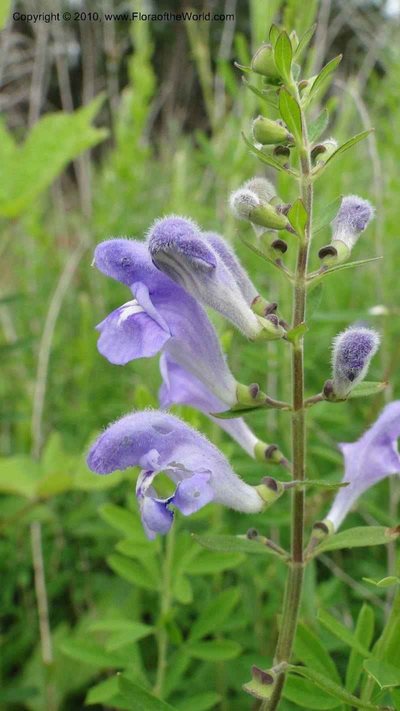 Scutellaria integrifolia, Mori 27426--North Carolina. Jones Co. Catfish Lake Rd. Mile 10.5. 23 May 2010. 127 (39).jpg