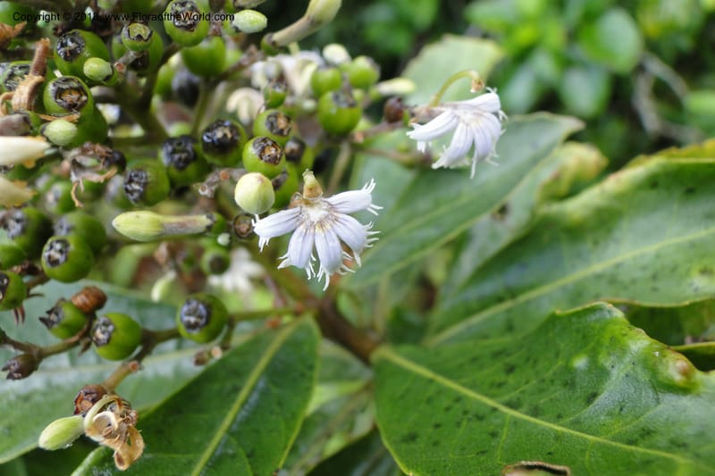 Scaevola, M. Tuiwawa xxx--Fiji. Nadarivatu Nature Reserve. 10 Feb 2011. 026 (91).jpg