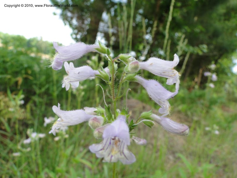 Penstemon laevigatus, Mori, S 27407, USA, North Carolina, Pender Co., Hwy 117, 3.9 miles N of Burgaw, 21 May 201 (14).JPG