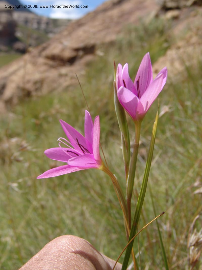 Hesperantha--So.Africa. E. Cape. R58 SE of Barkly East. 10 Mch 05. 153.jpg