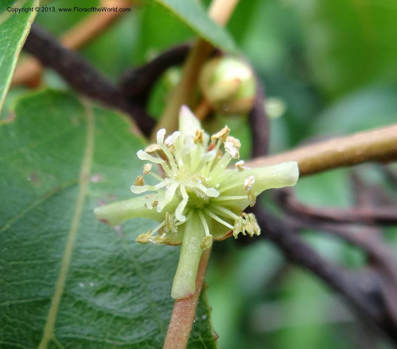 Actinidia lanceolata, Davidson, C 1205287--China. Zhejiang Prov. Shunxi Village. 28 May 2012. DSC00348 (96).JPG