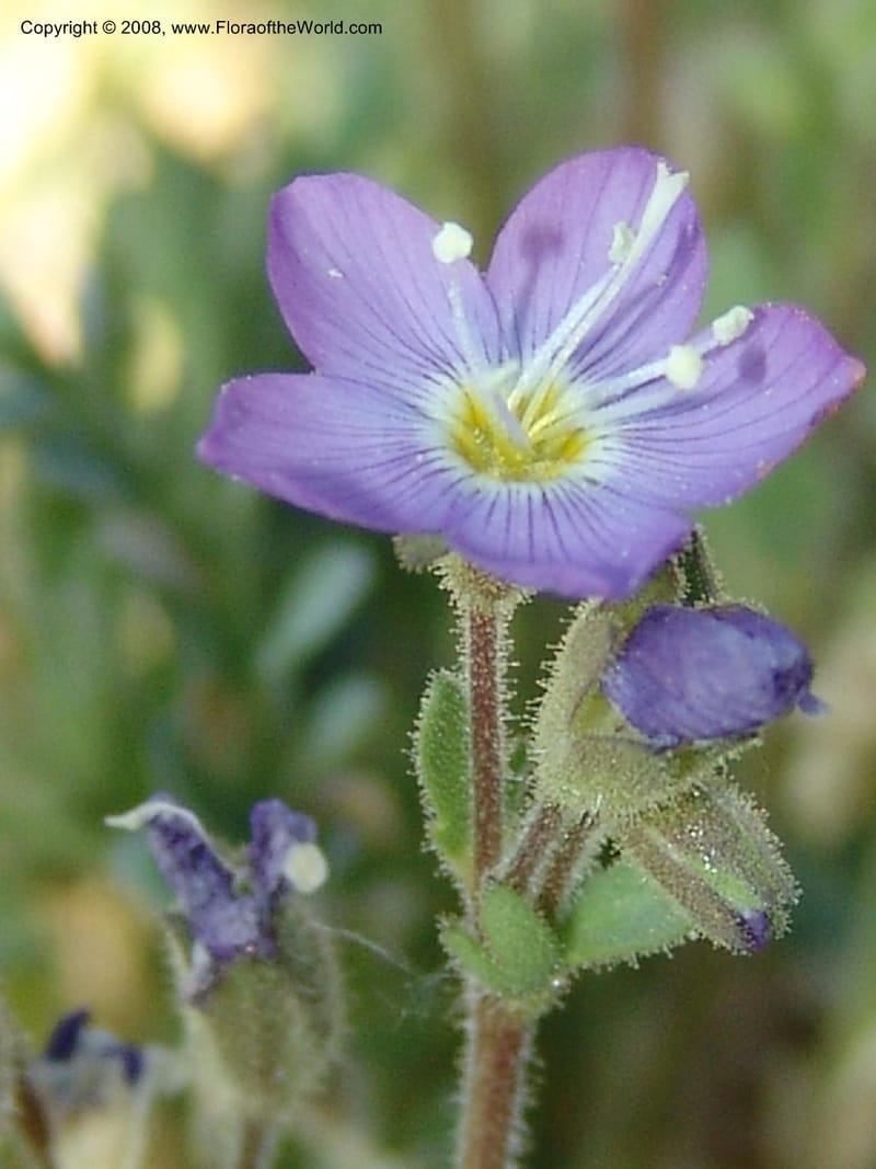 Polemonium pulcherrimum, CDavidson11098--ID. Idaho Co. Dredge ponds W of Warren. 8 Jul 07. 122.jpg