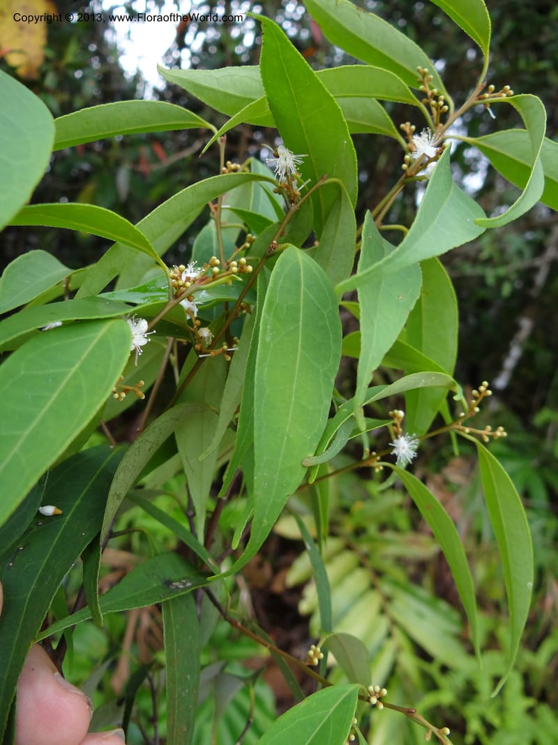 Symplocos, S.98876--Malaysia, Sarawak. Kubah Nat. Park. 28 Mar 2012. DSC05973 (147).JPG