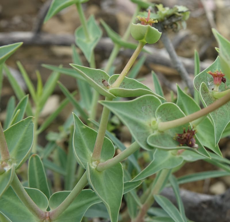 Euphorbia monteiroi, Nanyeni 1187--Namibia. Dry waterfal. 20 Mar 2018. DSC01925 (44).JPG
