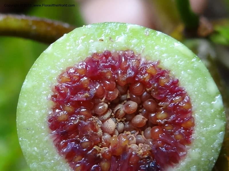 Ficus, S.98873--Malaysia, Sarawak. Kubah Nat. Park. 28 Mar 2012. DSC05973 (213).JPG