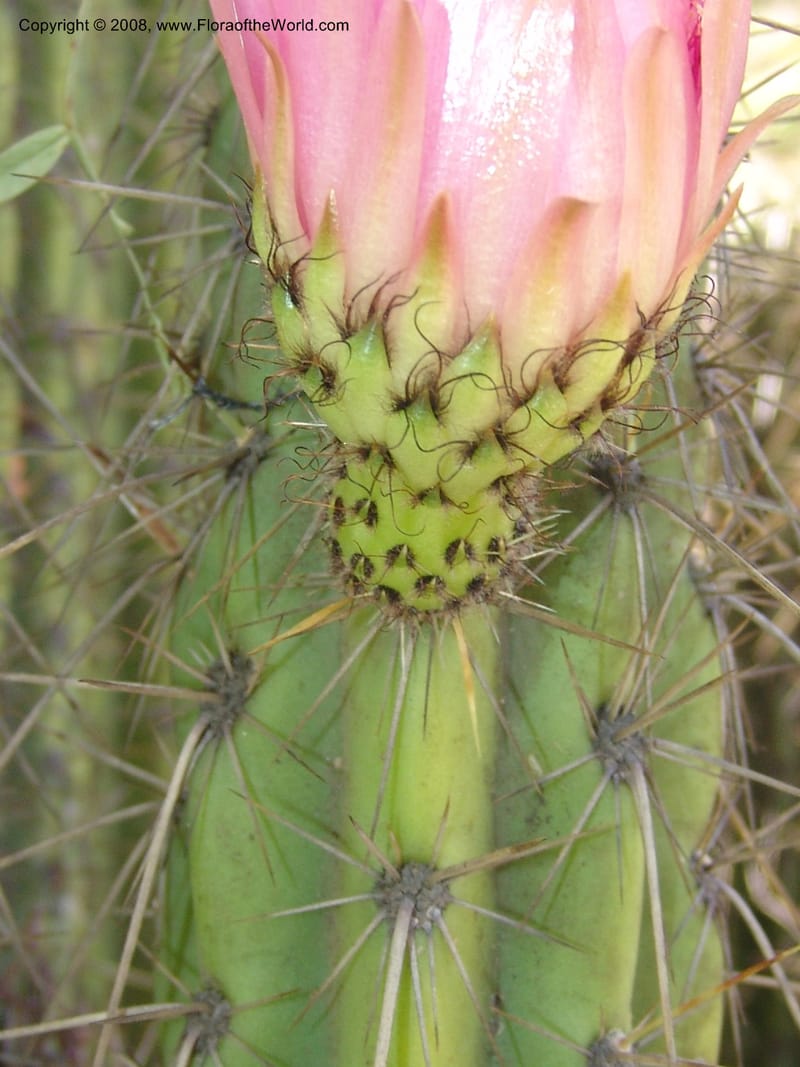 Corryocactus melanotrichus, nr. 1436--Bolivia. La Paz. Jardin Botanico La Paz. 3 Dec 04. 090.jpg