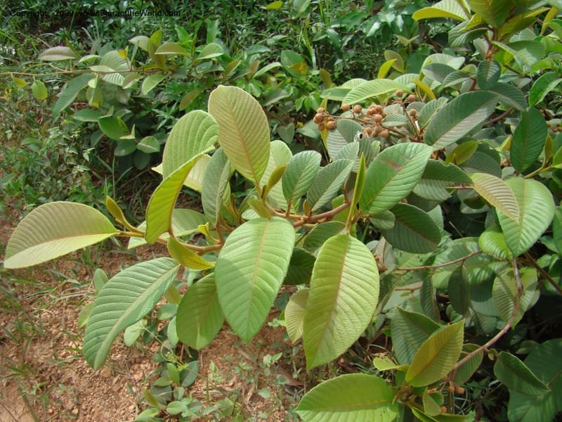 WDStevens27229--Nicaragua. RAAN. W of Pto Cabezas. Cano Sun Sun. 14 Jun 08. 035.jpg