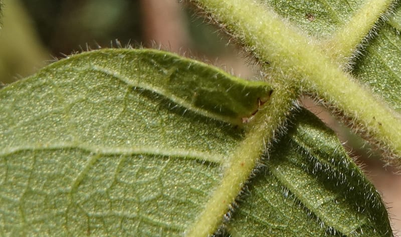 Engelhardia serrata, D. Boufford 44146--China. Yunnan. Along G213. 4 May 2018. DSC02084 (99).JPG