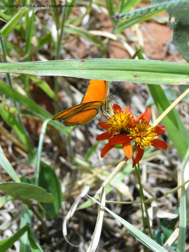 Bidens gardneri, [Stevens,  W. D 31068], Cerro Cora, 16 Mar 2011 1776 (3).JPG