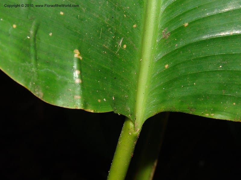 Calathea, Croat 96199--Ecuador. Edo. Guaya. Manglares Churute Ecol. Res. 21 Mar 06. 189 (6).jpg