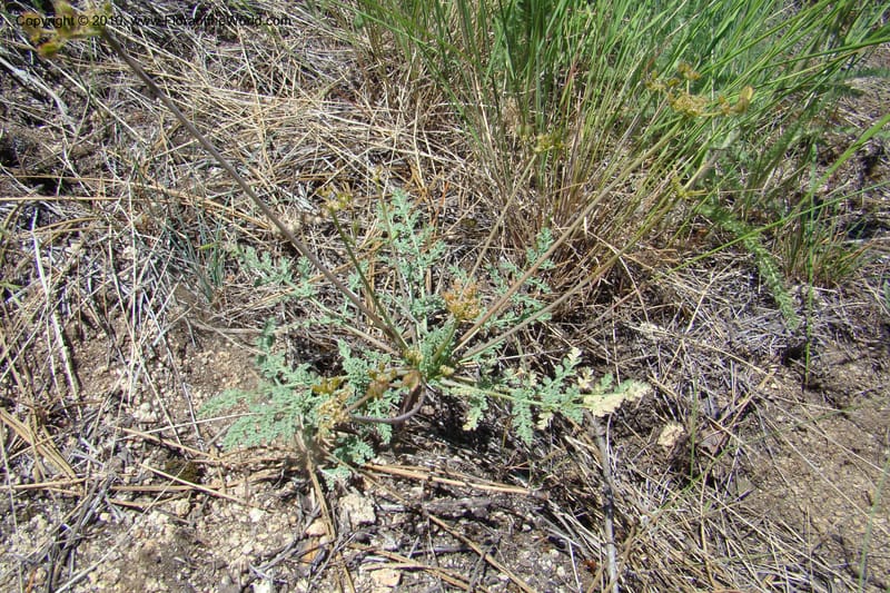 Cymopterus glaucus, C. Davidson 11362--Idaho. Idaho Co. Salmon River. Polly Bemis Ranch. 27 May 2009. 244.jpg