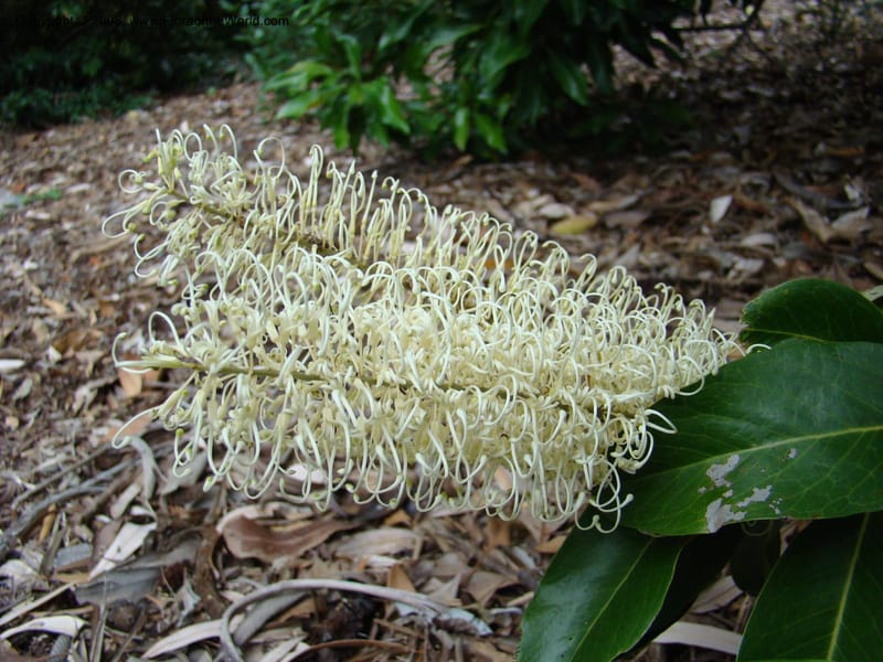 Buckinghamia celsissima--Australia. Royal Botanic Garden, Melbourne. 19-20 Mch 08. 409.jpg