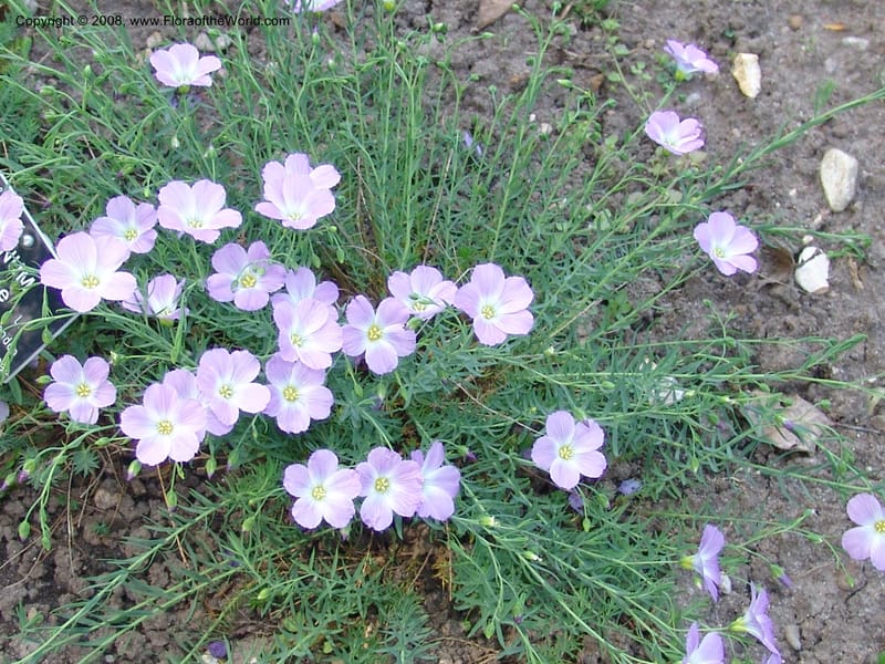 Linum perenne ssp alpinum--France. Nancy. Jard. Bot. Montet. 1 May 05. 288.jpg