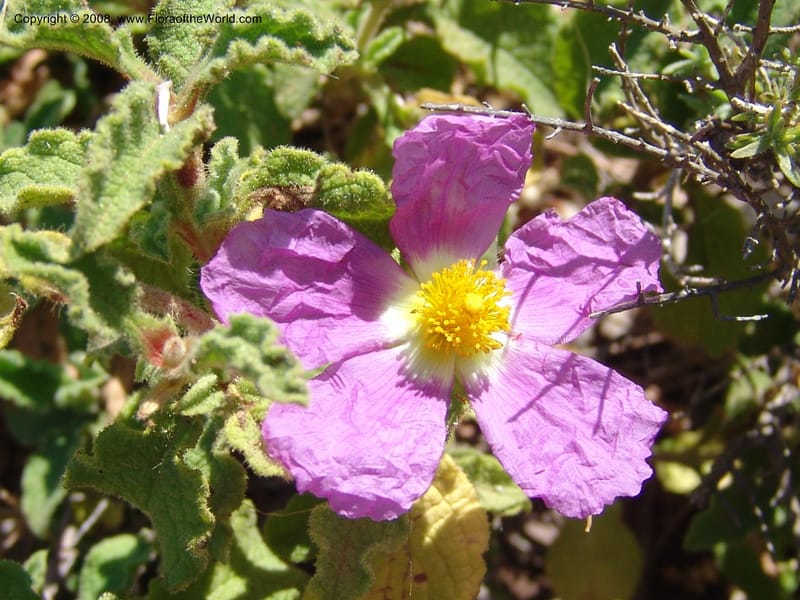 Cistus creticus--Crete. Ep. Kydonia. Akrotiri. Trail Gouvernetos . 23 May 05. 024.jpg