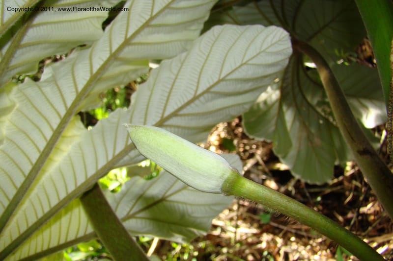 Cecropia peltata, Phillipson 6117--Madagascar. Prov. Fianarantsoa. Manombo Nat. Park. 13 Jan 09. 077 (21).jpg
