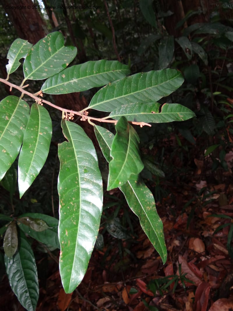 Knema, S.98854--Malaysia, Sarawak.. Bot. Res. Center, Semengoh. 26 Mar 2012. DSC05403 (60).JPG