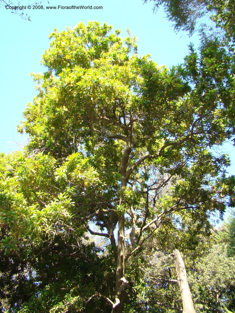 Floydia praealta--Australia. Royal Botanic Garden, Melbourne. 19-20 Mch 08. 151.jpg