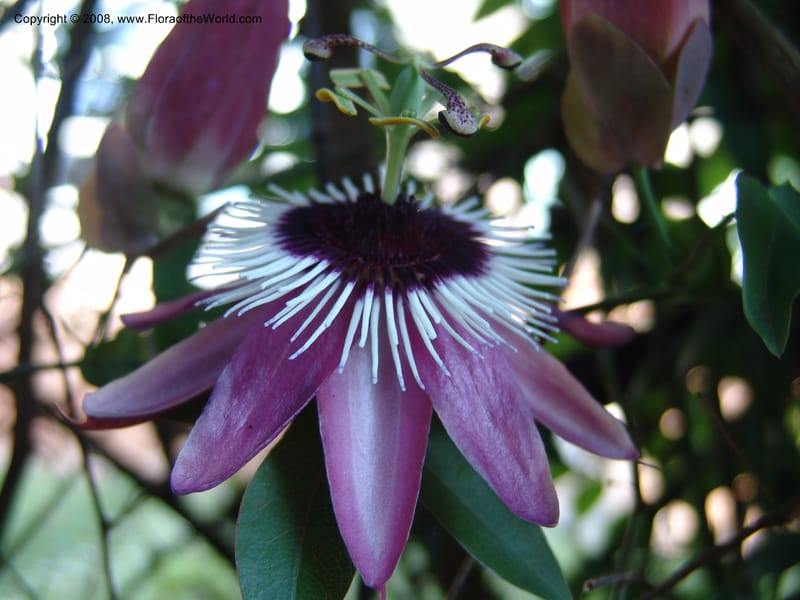 Passiflora--Kenya. Brooks Bond Tea Estate, Kericho. 10 Jul 04. 117.jpg
