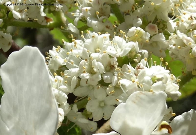 Viburnum lantanoides, Davidson, C 12961--North Carolina. Trans. Co. Beech Gap on BRP. 12 May 2015. DSC04240 (47).JPG