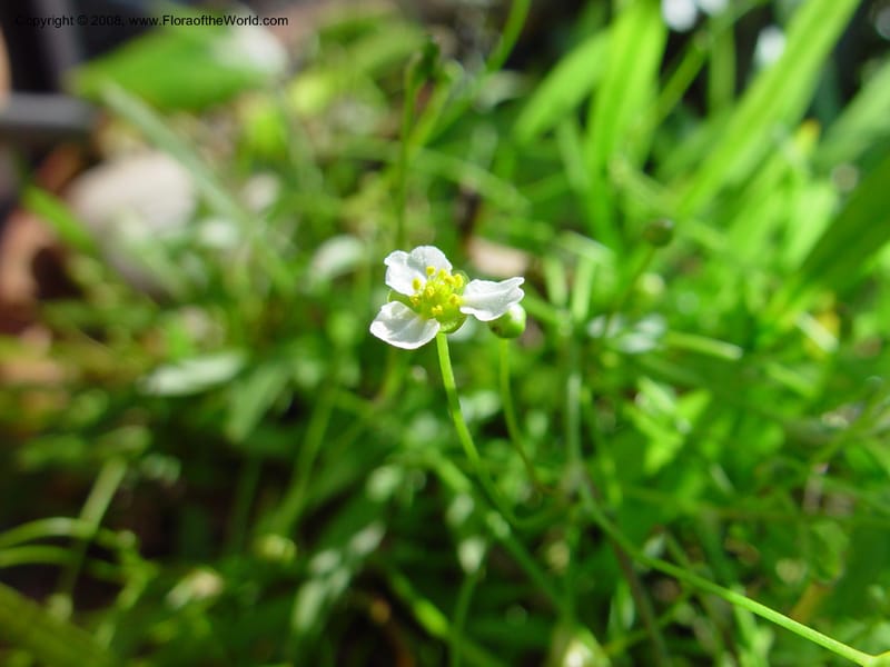 Sagittaria--FL. Fairchild Tropical Garden. 15 Jan 03. 148.jpg