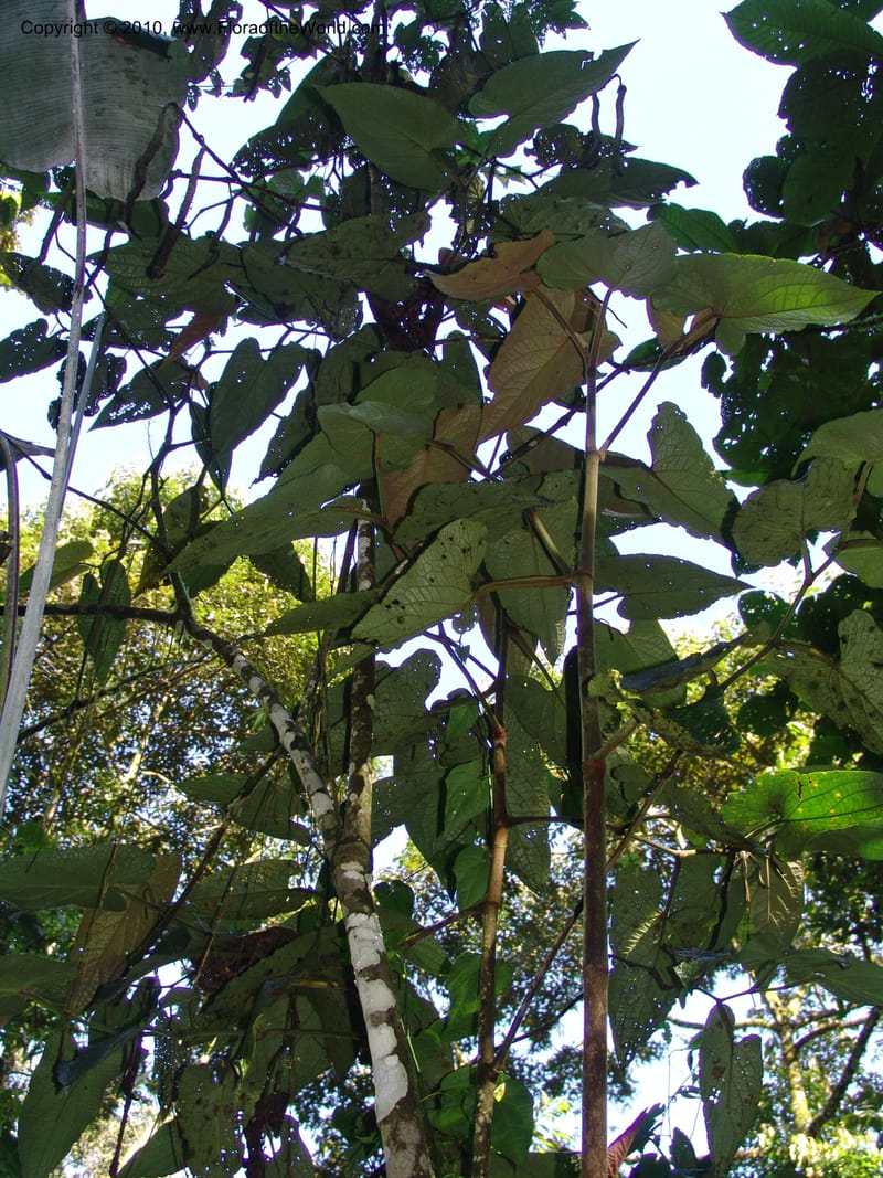 Piper, Croat 95941--Ecuador. Edo. Pichincha. Bosque Nublado Sta. Lucia. 14 Mar 06. 058 (5).jpg