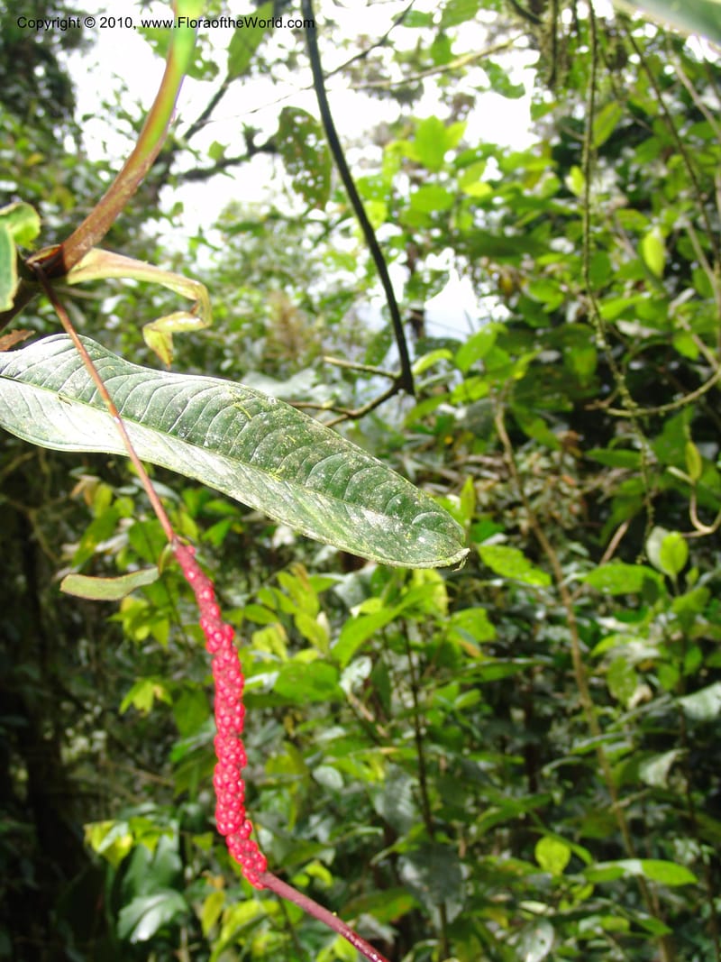 Anthurium aristatum, Croat 95962--Ecuador. Edo. Pichincha. Bosque Nublado Sta. Lucia. 14 Mar 06. 349 (2).jpg