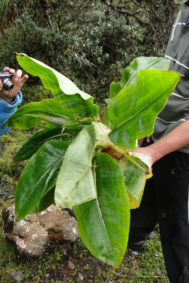 Rumex tolimensis, Ulloa 1994--Ecuador. Napo. Papallacta to Baeza. 1 Jun 2011. 376 (14).jpg