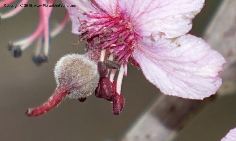 Ungnadia speciosa, Davidson, C 13072--Texas. Galveston. 18 Mar 2016. DSC00038 (45).JPG