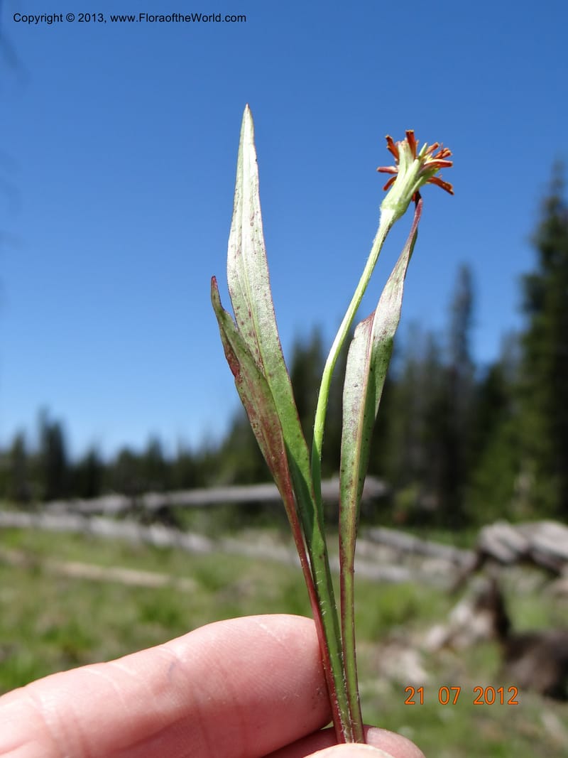 Agaseris aurantiaca, Davidson, C 12060--USA, Idaho, Valley Co., 21 July 2012  2806 (27).JPG