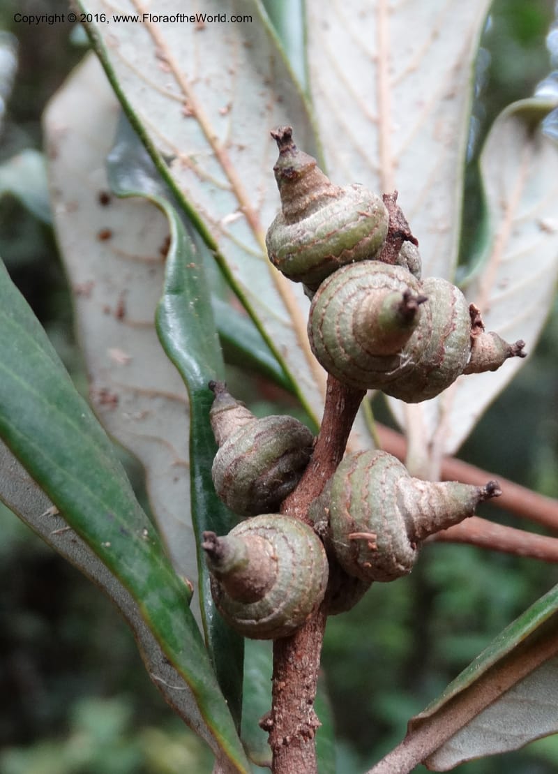 Lithocarpus, Davidson, C 12741--Sabah. Mt. Kinabalu. Bundu Tuhan Trail. 11 Oct 2014. DSC04153 (160).JPG