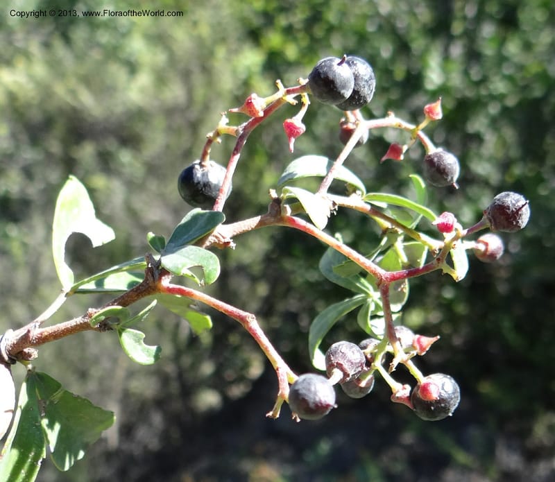 Cissus striata, WDS 34100--Chile. Rd to El Abanico. Pte. Polcura odom 16.6. 17 Feb 2013. DSC01401 (227).JPG