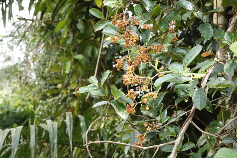 Tetracera, C. Davidson 13910--Gabon. M de C. Road past the cabins. 29 Oct 2018DSC09794 (3).JPG