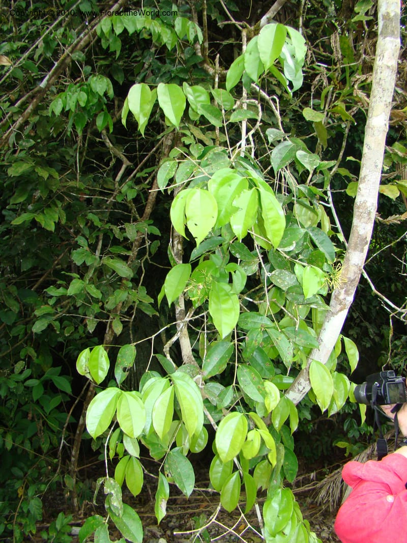 Strychnos colombiensis, B. Hammel 24653--Costa Rica. Prov. Limon. Selva Bananito Lodge. 12 Apr 08. 123 (8).jpg