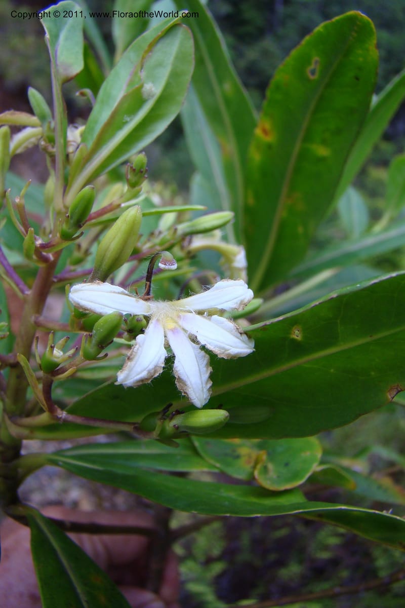 Scaevola, M. Callmander 805--New Caledonia. Mont Dore. 20 Jan 2010. 001 (156).jpg