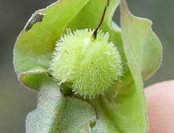 Trichodesma angustifolium, L. Nanyeni 1286--Namibia. Hwy 3031. Odom 155. 31 Mar 2018. DSC04738 (40).JPG