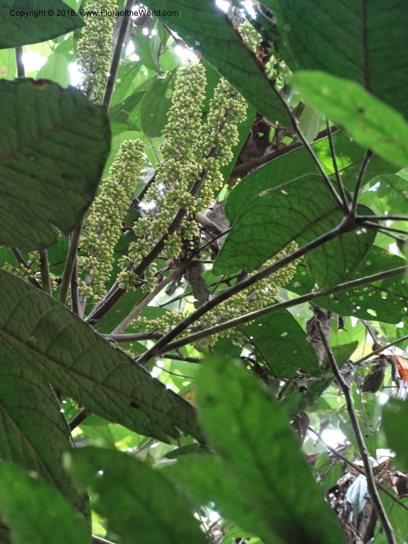 Schefflera, Davidson, C 12674--Sabah. Danum Valley. 4 Oct 2014. DSC01741 (192).JPG