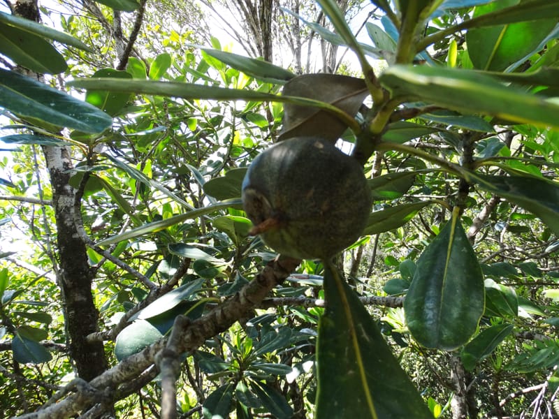Strasburgeria robusta, Lowry, P 7371--New Caledonia. Mont Dzumac. 12 Nov 2015. DSC01563 (148).JPG