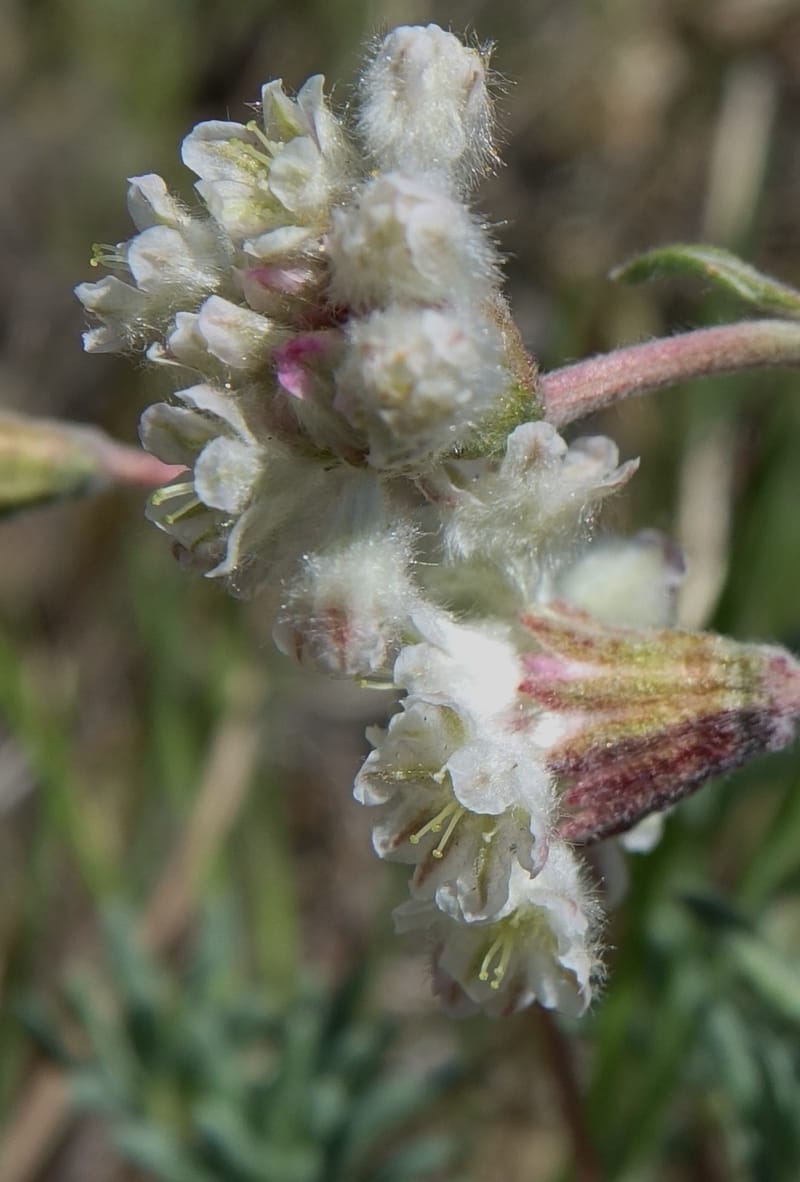 Eriogonum thymoides, C. Davidson 13549--ID. Blaine Co. Rock Creek Preserve. TNC. 13 May 2017. DSC00171 (170).JPG