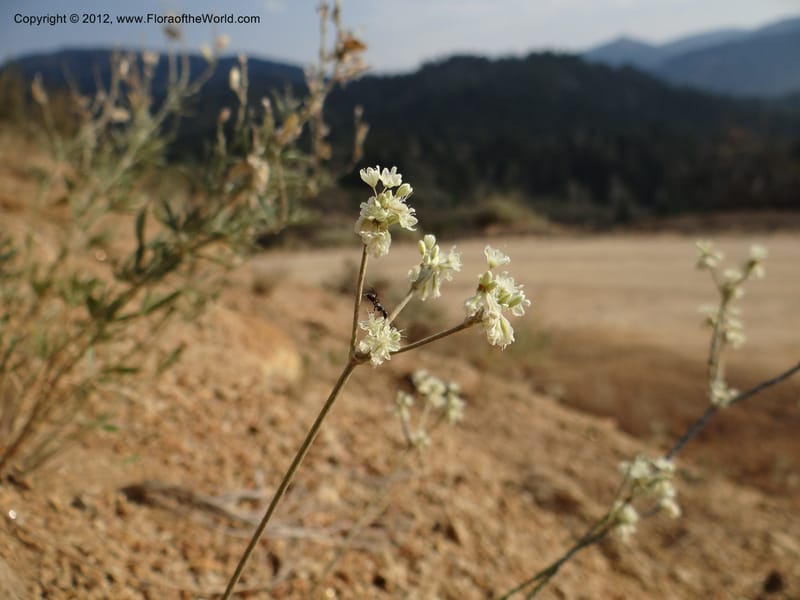 Eriogonum strictum var. proliferum, Davidson, C 12096--ID. Owyhee Co. Silver City. 20 Aug 2012. DSC04305 (85).JPG