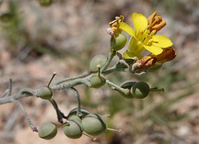 Lesquerella gordonii, C. Davidson 13997--AZ. Cochise Co. Geronimo Trail Rd. 10 Apr 2019. DSC07357 (73).JPG