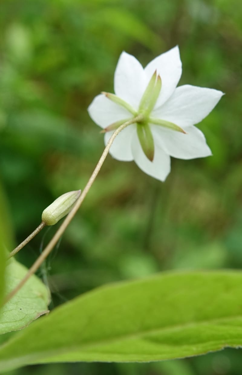Trientalis europaea--Japan. Niigata. Sasagamine. Yu Memidaira. Forest Therapy Trail. 28 May 2016. DSC04970 (172).JPG
