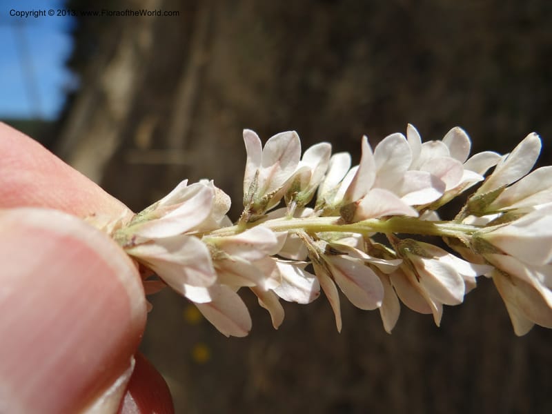 Francoa appendiculata, WDS 34052--Chile. Pichilemu. 13 Feb 2013. DSC00381 (17).JPG