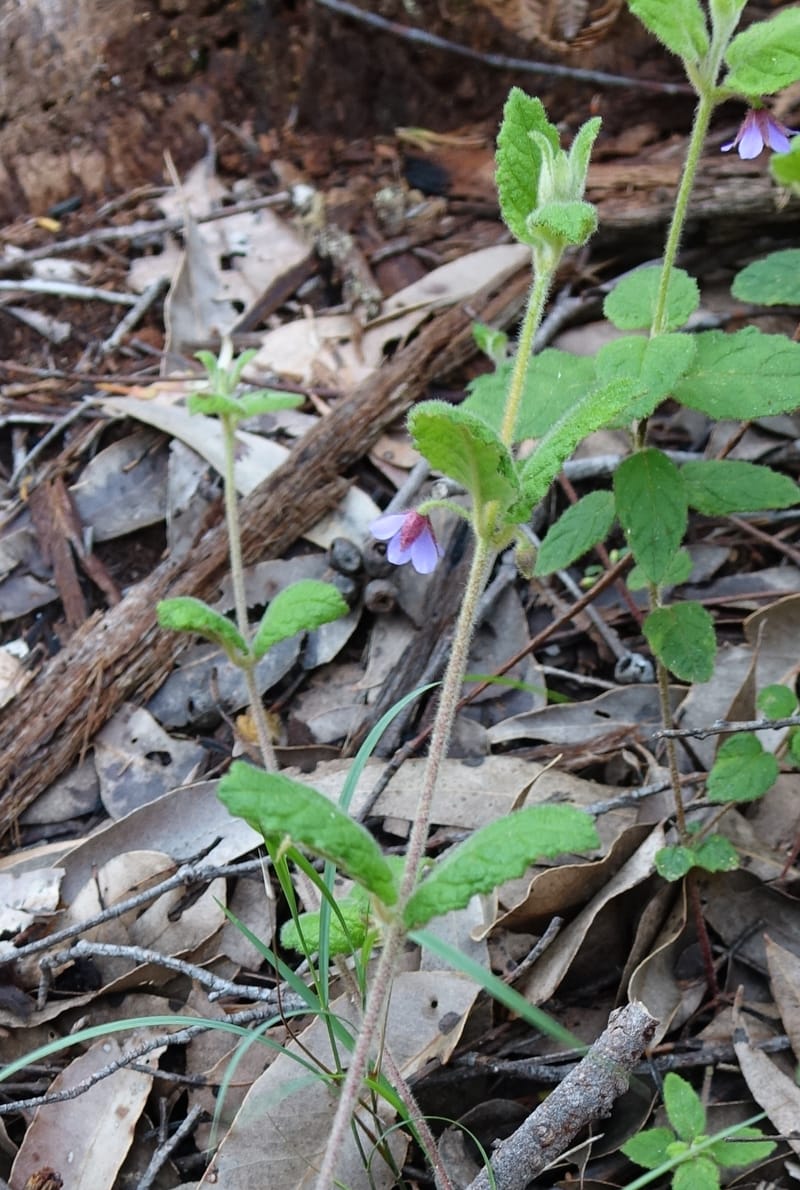 Tremandra stelligera, Davidson, C 13511--Australia. W.A. Valley of the Giants Rd. 29 Oct 2016. DSC06689 (95).JPG