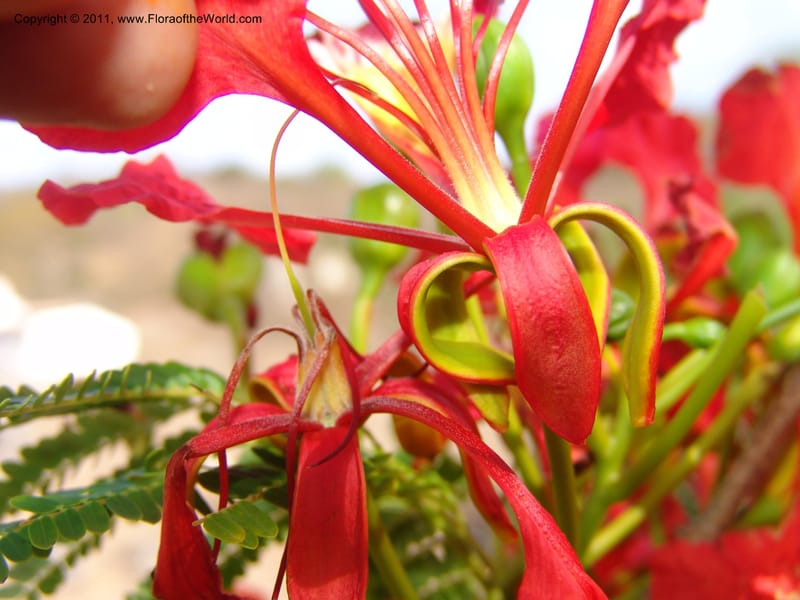 Delonix regia, ROR1560--Madag. Prov. Antsir. Orangea For. Pres. 9 Nov 06. 220 (19).jpg
