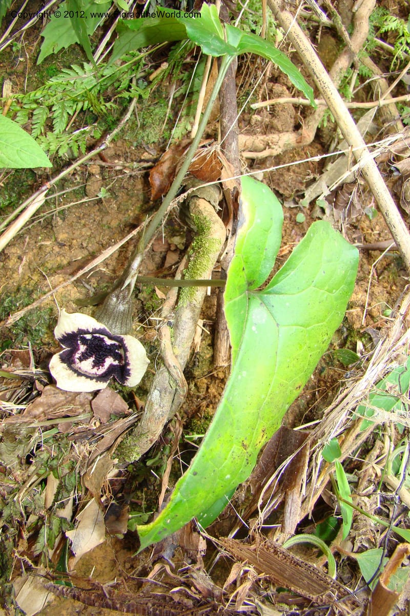 Asarum, Regalado 1670--Viet Nam.Hoang Lien Son. 7 Apr 09. 072 (31).jpg