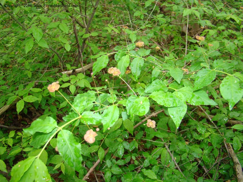 Slovenia. 3 km S of Kozina. 17 May 08. 162.jpg