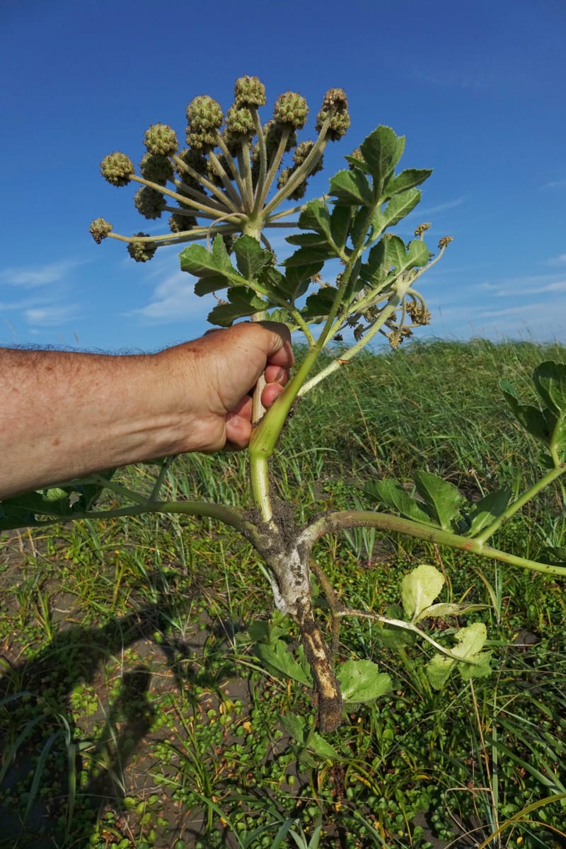 Glehnia littoralis--Japan. Hokkaido. Toyotomi-cho. 4 Aug 2016. DSC01106 (49).JPG