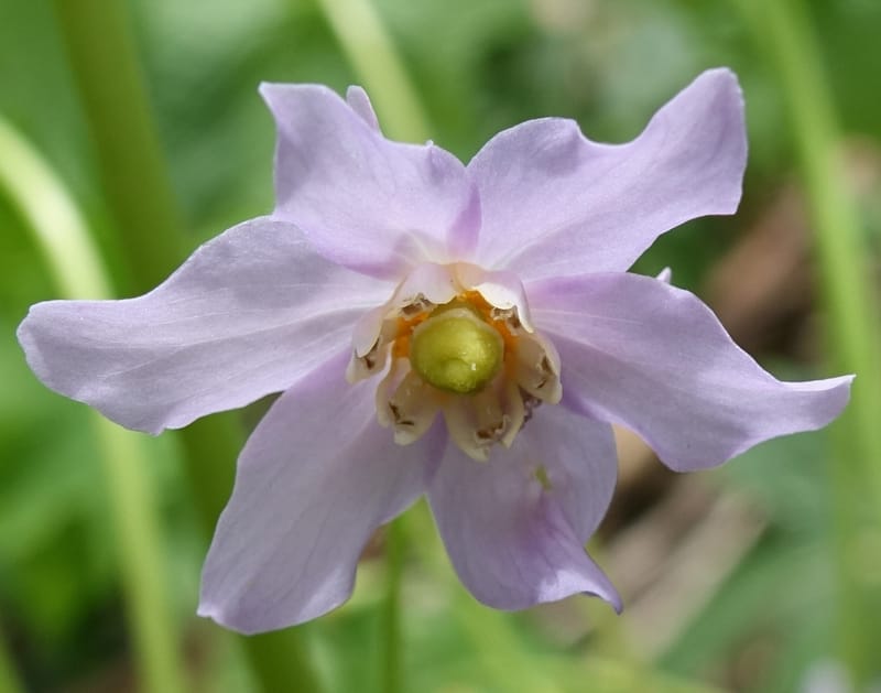 Ranzania japonica--Japan. Myoko Kenmin-no-mori. Hiuchiyama Trial. 27 May 2016.  (167).JPG
